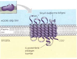 1) G- Proteine Bağlı Reseptörler (GPCR): Bu reseptör G protein adı verilen bir protein yardımıyla iş görür.