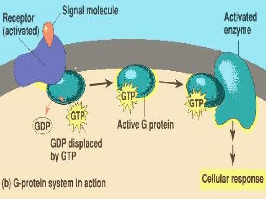 G- Proteine