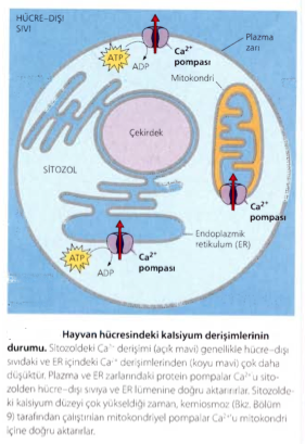 Ca +2 iyonları ve İnozitol Trifosfat Sitozolik Ca +2 derişimini artırarak sinyal aktarımı Hayvan hücrelerinde kas kasılması, belirli bileşiklerin salınması ve hücre bölünmesi gibi cevaplara neden
