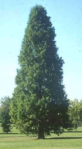 Taxodium distichum Bataklık Servisi 20-40 ender 45 m boy 1,5 m, bazen 4 m çap