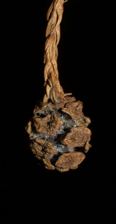 Kozalak, 2-2,5 cm. boyunda, kahverengidir.