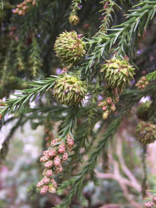 Cryptomeria japonica Monoiktirler Erkek