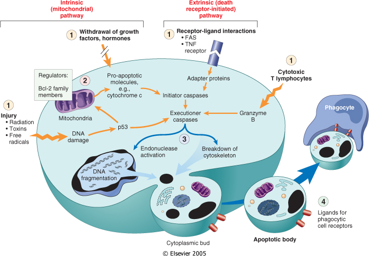 Apoptoz