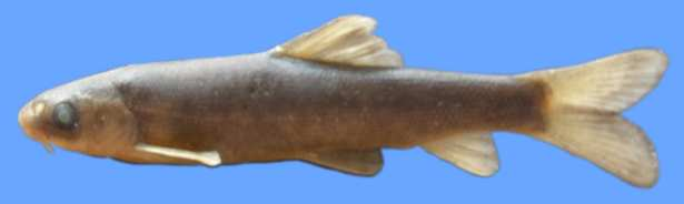 b) Bıyıklı balık (Barbus plebejus