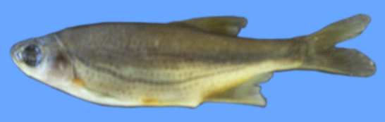 balığı- karabalık (Capoeta tinca