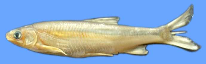 balık türleri e) Siraz balığı-saçaklı