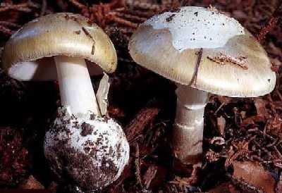 Şimdi de öldürücü zehirli türlerimizden örnekler : Amanita phalloides Amanita