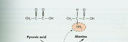 Glutamik