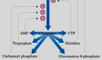 Yani bir tek inhibitör enzimi inhibe edemez.