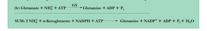 NH3 Tutulması III Net 2