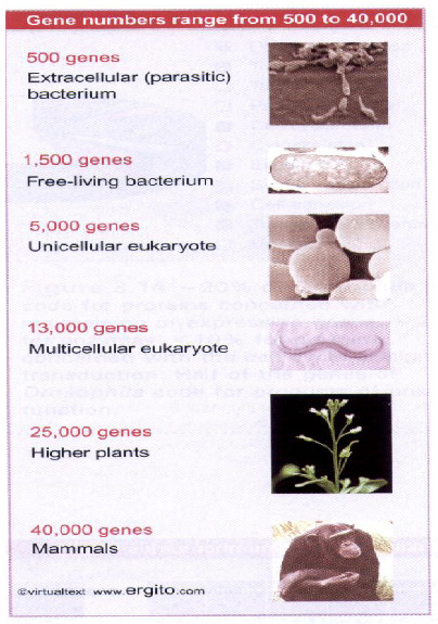 Gen sayıları En az gen sayısı: asalak bakterilerde ~500