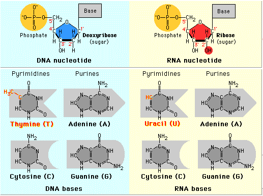 The Central Dogma Genetik bilginin akışı 5 DNA DeoksiriboNükleik kleik Asit