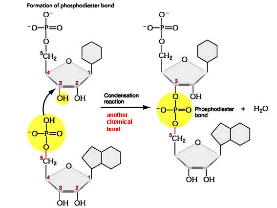 RNA da DNA da 7