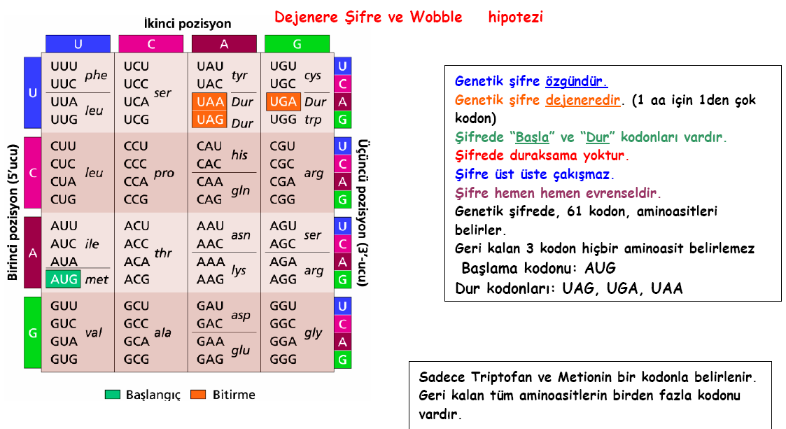 1 baz çifti (bç) 1 base pair (bp) anlamlı dizi Figür: 8 bç den