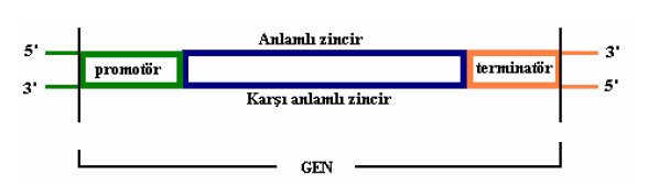 Genin Yapısı Genin yapısındaki temel diziler onun ürününü (polipeptid ya da trna veya rrna) şifreleyen kısmı. Bir gendeki nükleotid dizisi, genel kural olarak, tek bir ürünüşifreler (!
