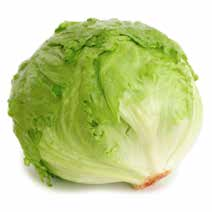 403 Yaprak özelliklerine göre kıvırcık yapraklı salata (Lactuca sativa var. crispa), göbekli (baş) salata (Lactuca sativa var.