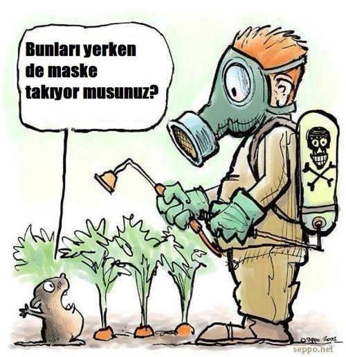 Salamura Yapraklarda Pestisit Kalıntı Sorunu Üreticilerin ürününü garantiye almak adına; Ekonomik zarar eşiğini göz önünde bulundurmadan rutin ilaçlama, Veya bitkinin