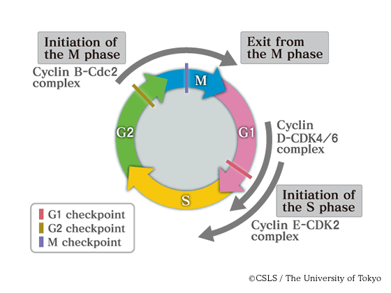 G2 siklinler and G2 CDKs (cyclin B-Cdc2 kompleksi) M fazının başlangıcında rol oynarlar; aktive olur olmaz, nükleer zarfın yıkılmasını kromozom oluşumunu indüklerler.