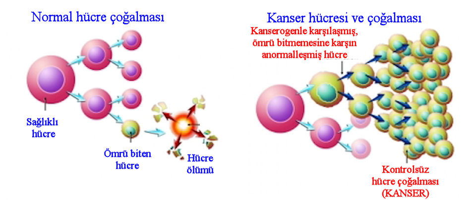 Tanımı, Kanser, hücre büyümesi ve bölünmesi yani hücre döngüsünü düzenleyen mekanizmalardaki bozukluk sonucu ortaya
