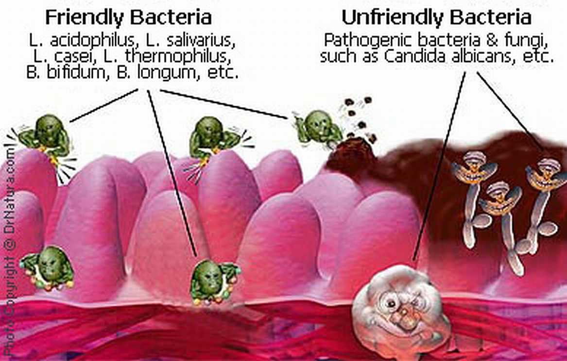 Lactobacillus, Streptococcus ve Bifidobacterium cinsi bakterilerin farklı suşları probiyotik olarak kullanılmaktadır. Bu suşlardan özellikle Lactobacillus lardan; Lb. acidophilus, Lb. johnsonii, Lb.