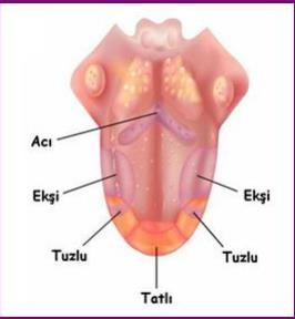 Dil mukozasının üstten görünüşü ve dil papillaları Dilin arka bölümünde dil köküne ait tonsilla lingualis denilen lenf nodülleri bulur.