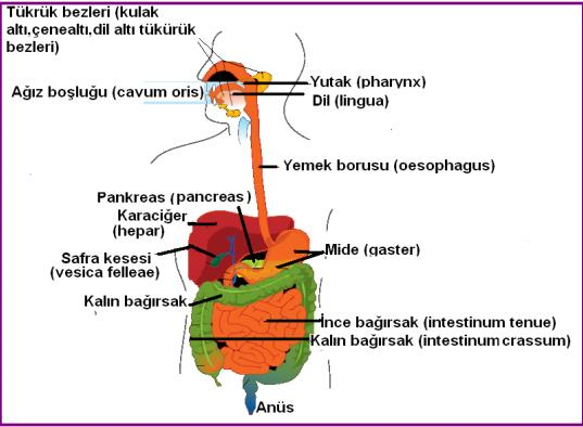 Sindirim sistemi organları ve sindirime yardımcı bezler Sindirim kanalı kapsamında ele alınan organların içi boşluklu