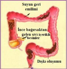 Kalın Bağırsaklarda Sindirim ve Gaitanın Oluşumu Kalın bağırsak, ince bağırsaktan sonra gelen sindirim sisteminin son bölümüdür.