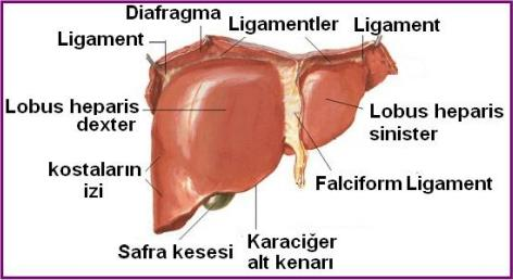 Karaciğer (Hepar) Karaciğer, sindirim sisteminin en büyük bezidir. Ağırlığı yaklaşık 1.5 kg dır. Karaciğerin büyük bir bölümü karın boşluğunun sağ yukarı kısmında bulunur.
