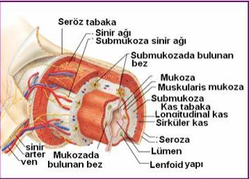 Sindirim kanalı yapısı Sindirim kanalı organları ağız,