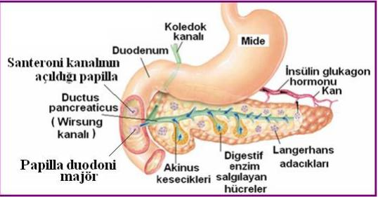 Pankreasın Görevleri Pankreas hem endokrin hem ekzokrin salgı yapan bir bezdir. Pankreas iç salgı olarak insülin ve glukagon salgılar ve direkt kana verir.