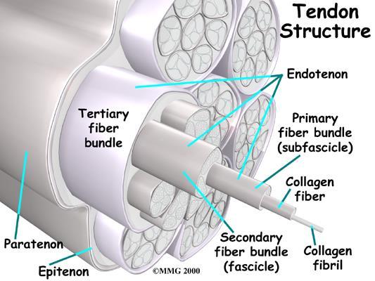 Tendonlar Kas tendonu doğrudan kemik ile bağlantılıdır. Tendonlar birbirine paralel kollajen liflerden oluşmuşlardır.