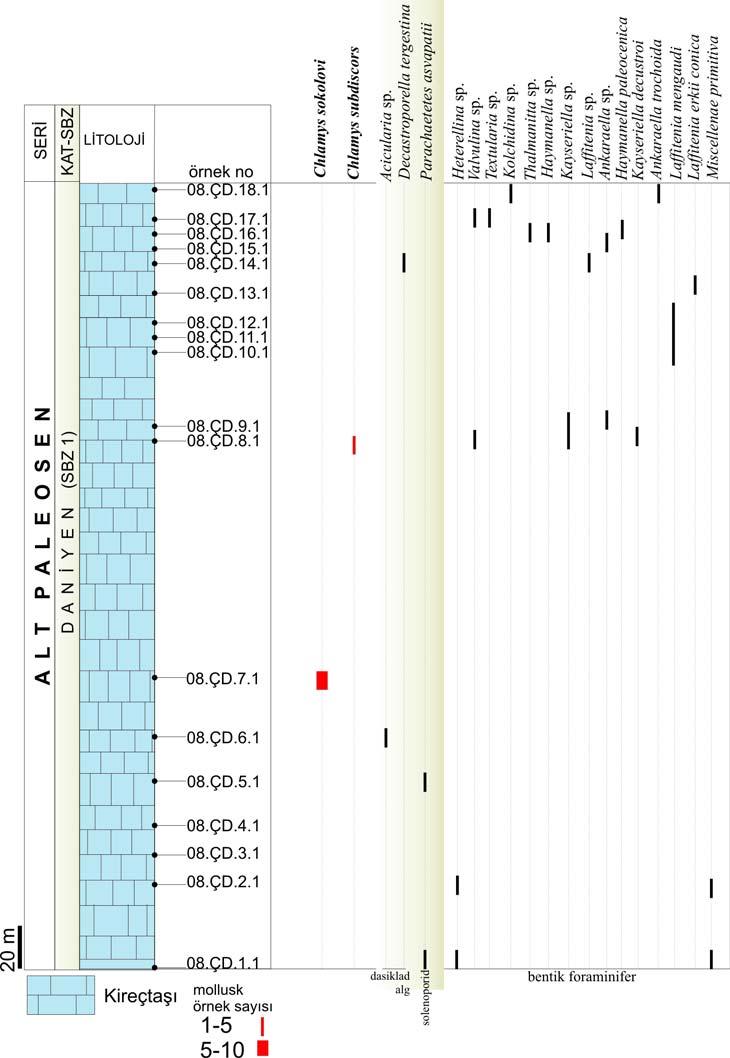 tanımlanmıştır (Levha 1, 2). Çaldağ Ölçülü stratigrafik kesitinden (Şekil 3.5) derlenen mollsuk taksonunun tümünü Chlamys fosilleri oluşturur. Kesitin yaşı Daniyen olarak verilebilir.