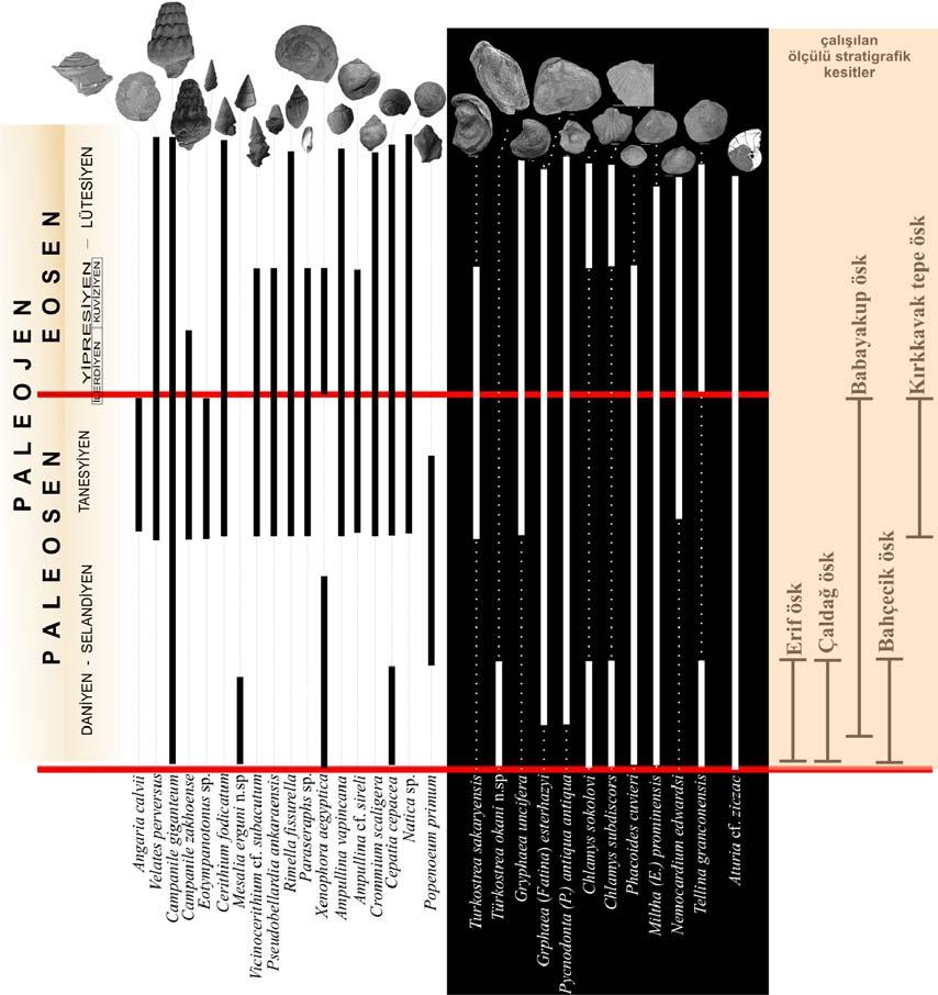 6.2 Stratigrafik ve paleocoğrafik irdeleme Haymana-Polatlı Havzası kapsamında beş farklı lokaliteden toplam 253 tanımlanabilir mollusk örneğinden, 30 farklı türün tanımı yapılmıştır.