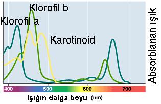 Klorofil a ve b belli ışık emme özelliği gösterirler. Karotinoidler bitki ve hayvanlarda yaygın şekilde bulunan kırmızı, sarı, kahverengi renkte lipit bileşiklerdir.