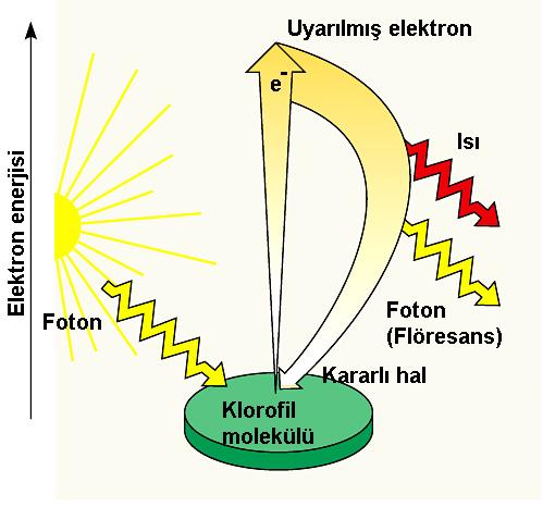 Fotosistem Merkezleri Fotosistem merkezleri birkaç yüz klorofil a, b ve karotinoidler den meydana gelen anten kompleksleridir.