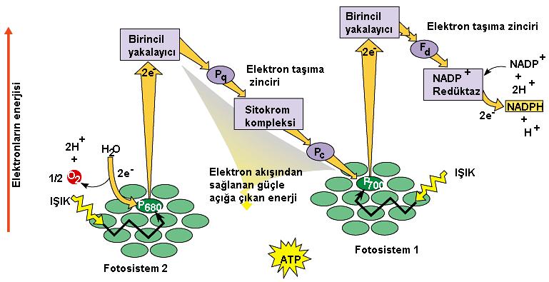 Devirsel olmayan elektron akışı Fotosistem 2 den kopan elektron, elektron taşıma zinciri ile fotosistem 1 e ulaşır bu sırada ATP yapılır.
