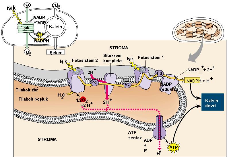 KEMİOSMOZ Kemiosmoz; zarları redoks reaksiyonları ile ATP üretimini eşleştirmede kullanılan bir süreçtir.