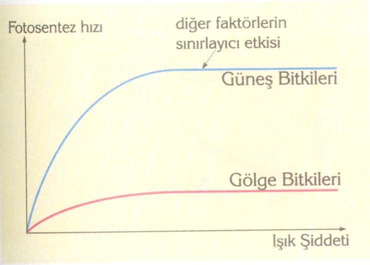 şiddeti