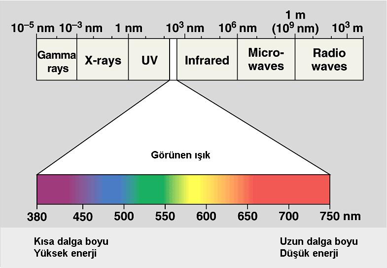 Işık elektromanyetik bir enerji çeşididir. Hayat için önemli olan ve gözle görülebilen ışık dar bir aralığa sahiptir.