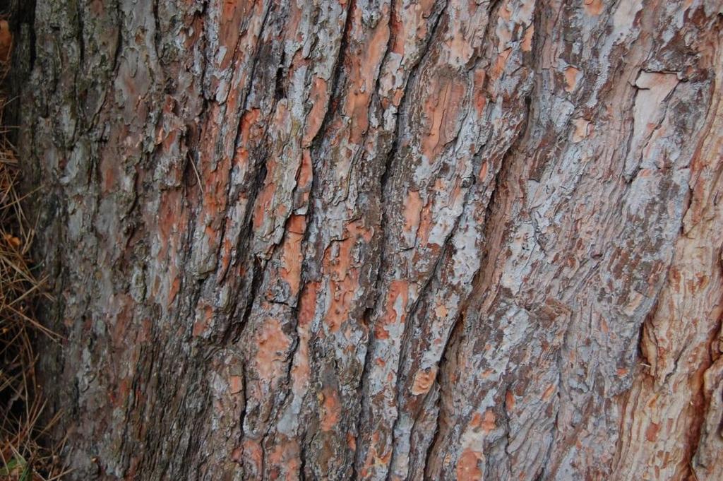 Familya: Pinaceae Cins: Pinus Tür: Pinus brutia Türkçe İsmi: Kızıl