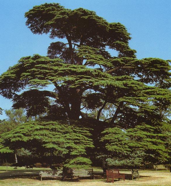 Familya: Pinaceae Cins: Cedrus Tür: Cedrus libani Türkçe İsmi: