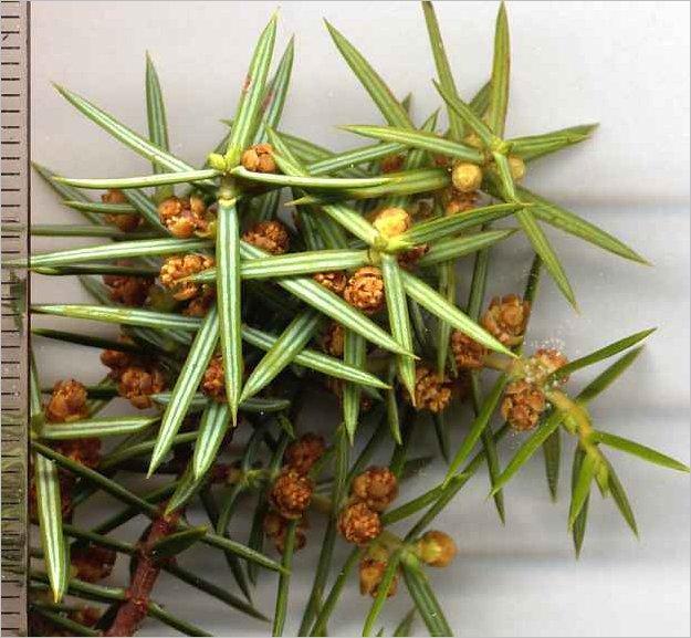 Familya: Cupressaceae Cins: Juniperus Tür: Juniperus oxycedrus Türkçe İsmi: Ka