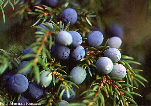 Familya: Cupressaceae Cins: Juniperus Tür: Juniperus communis Türkçe İsmi: Adi ardıç Drog: Juniperi fructus T.K.