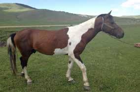 Kars Arpaçay da alaca donlu at Alaca atlara, varlığını ve özelliklerini tespit eden kişi, kurum