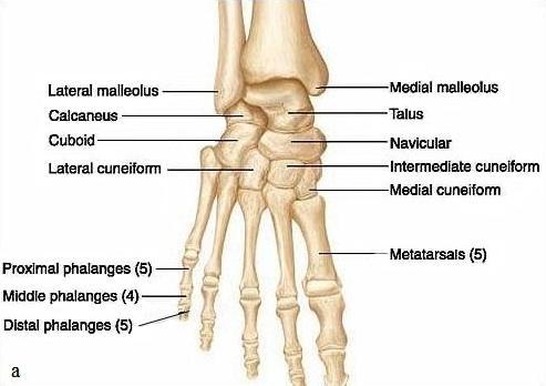 2. GENEL BİLGİLER 2.1. Ayak ve Ayak Bileği Anatomisi 2.1.1. Kemik Yapılar Ayak iskeletini oluşturan kemik yapılar tarsallar, metatarsallar ve falankslardır (10,11).