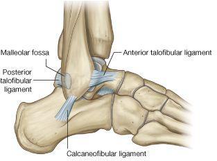 Lateral kollateral ligament: Deltoid ligament kadar güçlü değildir.