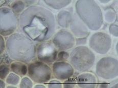 Ksilemin altında irili ufaklı hücrelerden meydana gelmiş floem bulunur. Floemi çepeçevre kuşatmış olan floem parankiması hücreleri 1-7 sıralıdır.