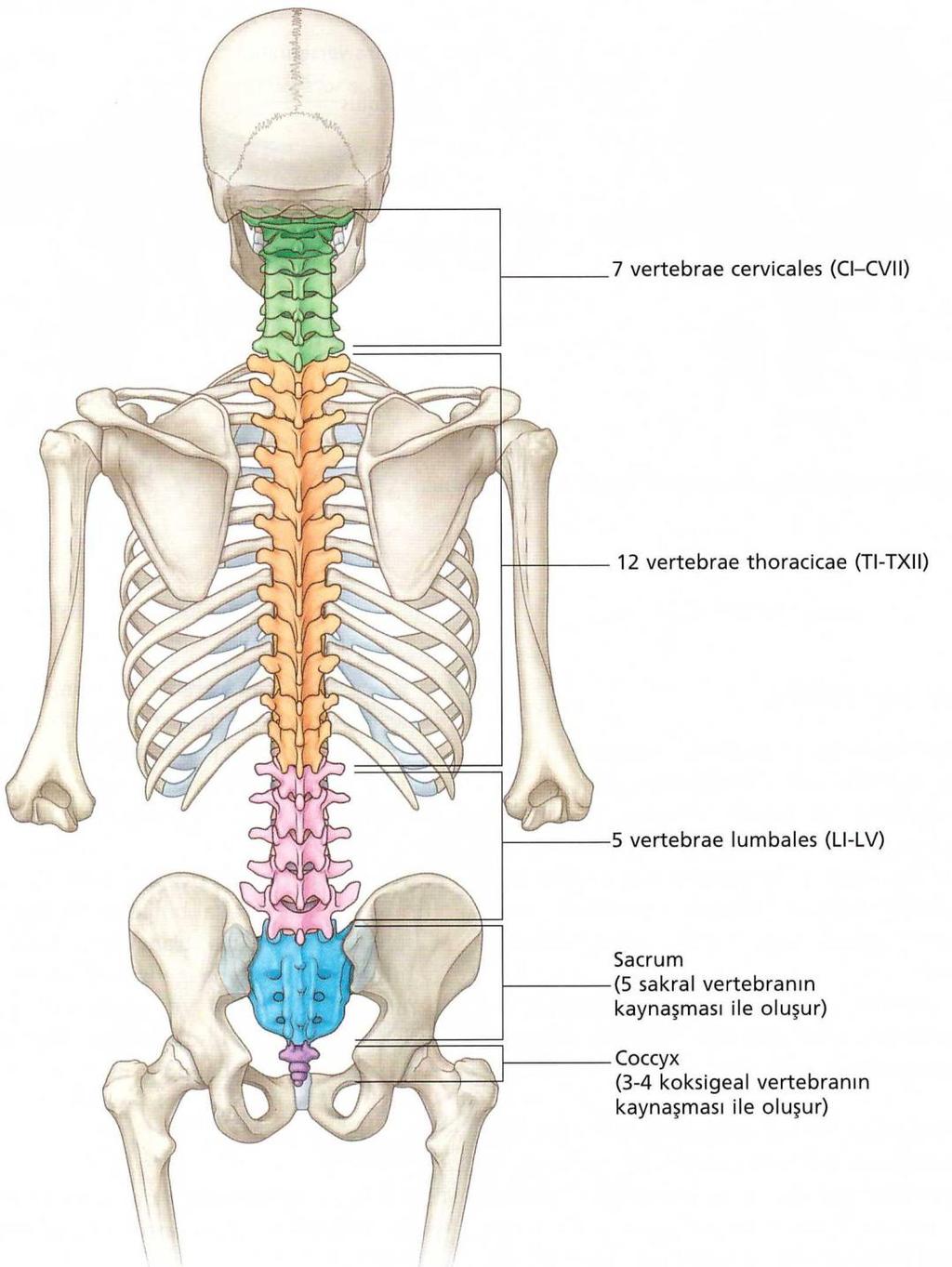 4 ġekil 2.1. Columna vertebralis [24] 2.1.1. Vertebraların genel özellikleri Vertebralar sakruma kadar aģağıya indikçe büyür ve sakrumdan cocyx in ucuna gittikçe küçülür.