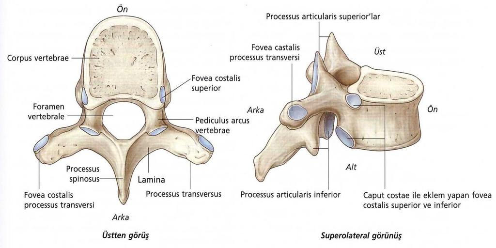 5 vertebralara yapıģan kaslar sebebiyle Ģekil ve boyut olarak bazı farklılıkları bulunmasına rağmen genel olarak 1. vertebra dıģında belli özellikleri barındırırlar [21].