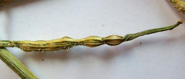 longifolia], kekik (Thymus leucotrichus Hal. var. leucotrichus) yaprağı ve mayasıl otu [Cirsium arvense (L.